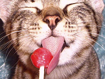 kitty